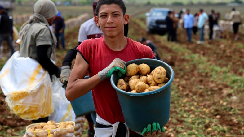 Adana’da Erkenci Patates Hasadı Başladı