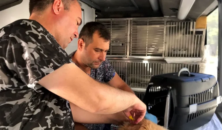 Balıkesir Büyükşehir’den Sokak Hayvanlarına Ücretsiz Tedavi Hizmeti