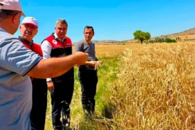 Balıkesir'de Hububat Hasadı Sürüyor: Dr. Düzgün Çiftçilerle Buluştu