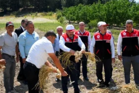 Balıkesir Valisi Ustaoğlu, Cinge'de Sarımsak Hasadına Katıldı
