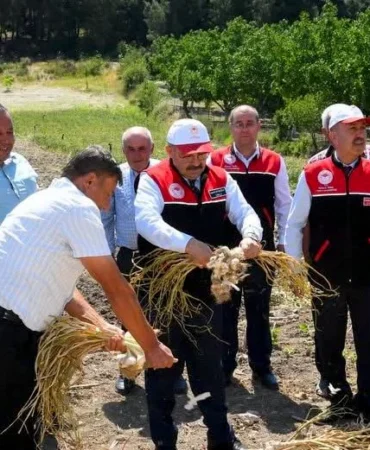 Balıkesir Valisi Ustaoğlu, Cinge'de Sarımsak Hasadına Katıldı
