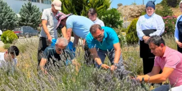 Burhaniye'de Lavanta Hasadı Şenliği: BUBYO Öğrencileri Tarlada Buluştu