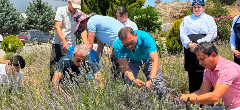 Burhaniye'de Lavanta Hasadı Şenliği: BUBYO Öğrencileri Tarlada Buluştu
