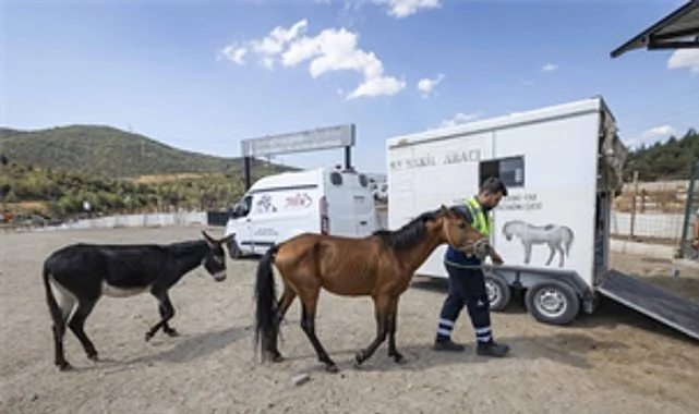 bucadaki-haralara-terk-edilen-sahipsiz-atlar-pakoda-MK8VZmHq.jpg