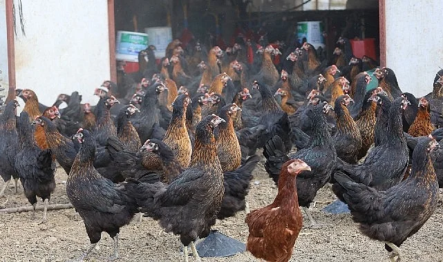 buyuksehir-yuzde-50-hibeli-16-bin-tavuk-dagitti-WVhYZMOp.jpg