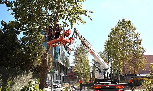 alikahya-tramvay-hattinda-agaclar-budaniyor-R319QuGP.jpg