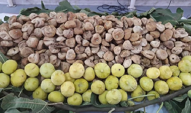 kuru-incirin-ihracat-yolculugu-15-ekimde-baslayacak-bY39gB4a.jpg
